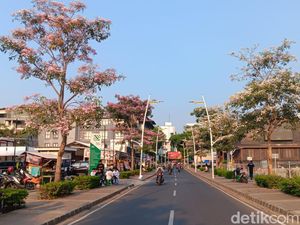 Bunga Tabebuya Juga Bermekaran di Kemang, Jadi Spot Foto Warga
