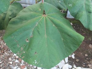 Mengenal Daun Waru: Ciri-ciri, Kandungan, dan Manfaatnya