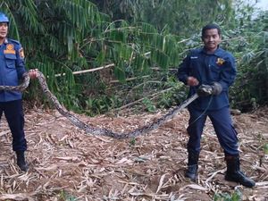 Warga Cibinong Kaget Ular Sanca 4 Meter Lewat Saat Bersihkan Kebun