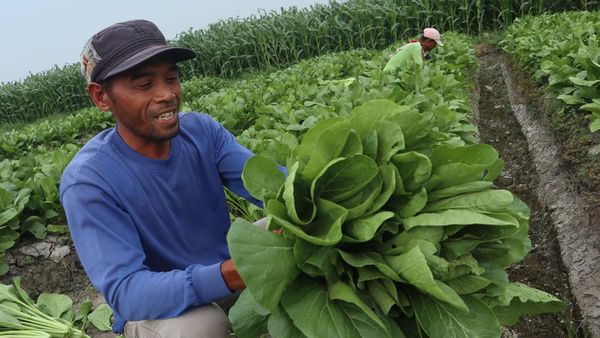 Hujan Tak Kunjung Turun, Petani Beralih Tanam Sawi