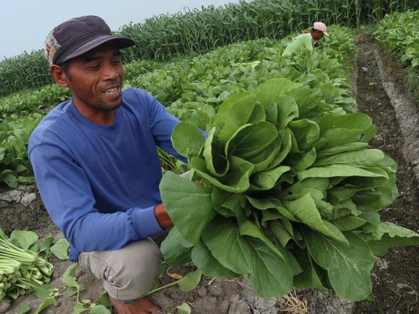 Hujan Tak Kunjung Turun, Petani Beralih Tanam Sawi