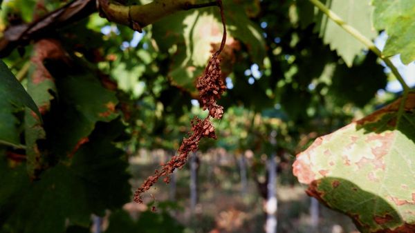Serangan Jamur Bikin Kebun Anggur di Italia Gagal Panen