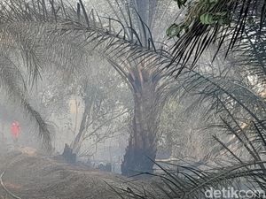 6 Terduga Pembakar Lahan di Ogan Ilir Ditangkap, Motif untuk Bercocok Tanam