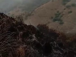 Imbas Flare Prewedding, 500 Hektar Lahan Bromo Hangus-Wisata Tumbang