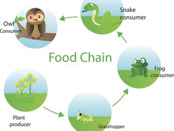 5 Contoh Jaring-jaring Makanan beserta Tujuannya