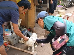 4 Warga Digigit Anjing Rabies, Jembrana Gelar Vaksinasi Massal Darurat