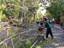 Pohon Santen Tumbang, Jalur Amlapura-Denpasar Macet 2 Kilometer