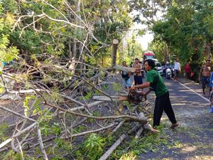 Pohon Santen Tumbang, Jalur Amlapura-Denpasar Macet 2 Kilometer Pohon Santen Tumbang, Jalur Amlapura-Denpasar Macet 2 Kilometer