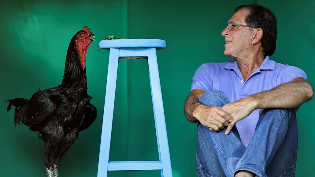 Wujud Ayam Raksasa di Brasil yang Tingginya Mencapai 1,2 Meter Wujud Ayam Raksasa di Brasil yang Tingginya Mencapai 1,2 Meter