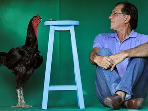 Wujud Ayam Raksasa di Brasil yang Tingginya Mencapai 1,2 Meter