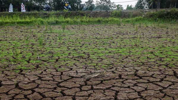 Kemarau, Sawah di Banten Retak-retak