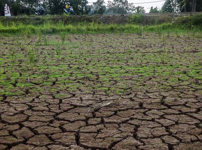 Kemarau, Sawah di Banten Retak-retak