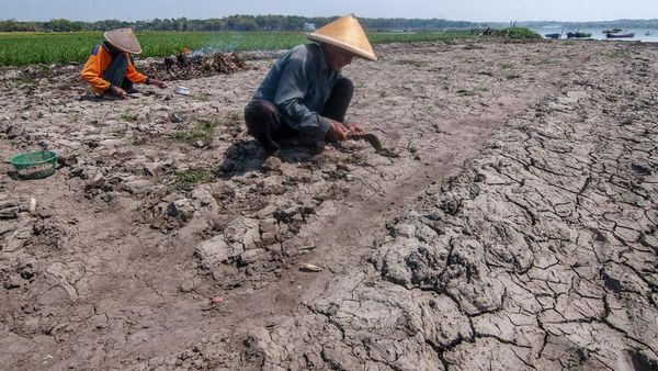 Kering, Waduk Cengklik Boyolali Jadi Lahan Pertanian