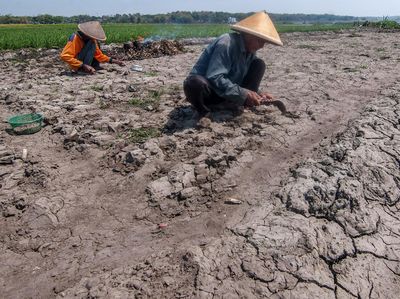 Kering, Waduk Cengklik Boyolali Jadi Lahan Pertanian