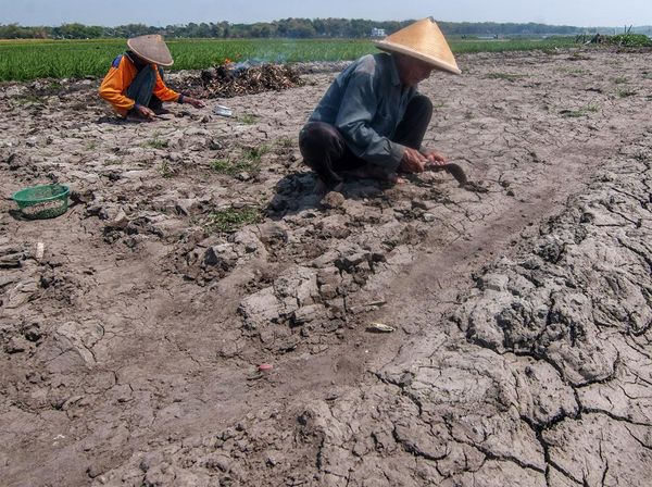 Kering, Waduk Cengklik Boyolali Jadi Lahan Pertanian