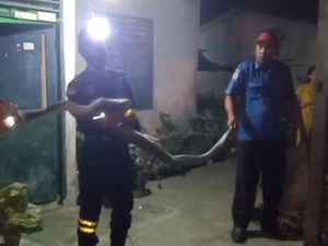 Petugas Damkar Nyaris Dililit Ular Besar yang Bersarang di Kandang Ayam