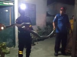 Petugas Damkar Nyaris Dililit Ular Besar yang Bersarang di Kandang Ayam
