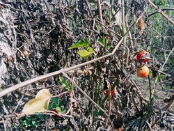 Kemarau Panjang di Flores Timur, Tomat Rusak-Petani Merugi Rp 20 Juta