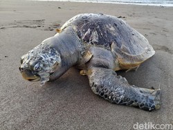 Bangkai Penyu Lekang Terdampar di Pantai Perancak Bali