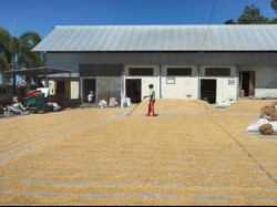 Bima Juara, Senjata Klungkung Perangi Tengkulak Gabah