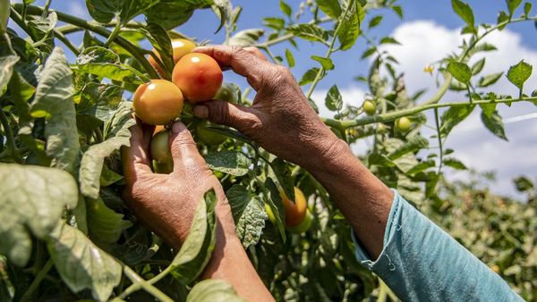 Kemarau Panjang Bikin Panen Tomat Menurun