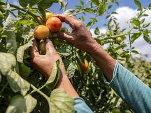 Kemarau Panjang Bikin Panen Tomat Menurun