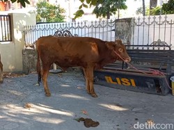 Mantan Kades di Probolinggo Diringkus gegar Jadi Penadah Hewan Curian