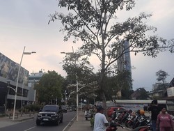 Kemang Raya Ramai Didatangi Warga yang Penasaran dengan Bunga Tabebuya