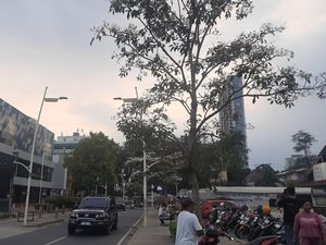 Kemang Raya Ramai Didatangi Warga yang Penasaran dengan Bunga Tabebuya Kemang Raya Ramai Didatangi Warga yang Penasaran dengan Bunga Tabebuya