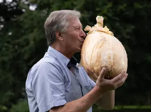 Penampakan Bawang Seberat Nyaris 9 kg, Besar Banget! Penampakan Bawang Seberat Nyaris 9 kg, Besar Banget!