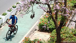 Cantiknya Bunga Tabebuya Bermekaran di Jalan Sudirman Jakarta