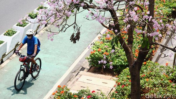 Cantiknya Bunga Tabebuya Bermekaran di Jalan Sudirman Jakarta