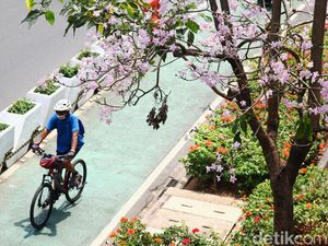 Cantiknya Bunga Tabebuya Bermekaran di Jalan Sudirman Jakarta
