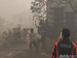 TPA Jatibarang Semarang Terbakar, Sapi-sapi Berlarian saat Dievakuasi