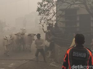 TPA Jatibarang Semarang Terbakar, Sapi-sapi Berlarian saat Dievakuasi TPA Jatibarang Semarang Terbakar, Sapi-sapi Berlarian saat Dievakuasi