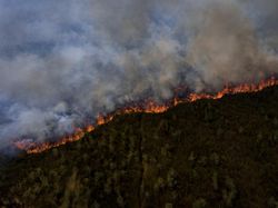 Potret Kebakaran Lahan Gambut di Pedamaran Ogan Ilir