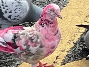 Heboh Merpati Berbulu Merah Muda di Inggris Heboh Merpati Berbulu Merah Muda di Inggris