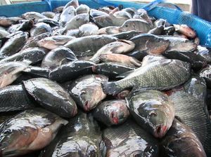 Jurus KKP Genjot Ekspor Fillet Ikan Nila ke AS hingga Jepang Jurus KKP Genjot Ekspor Fillet Ikan Nila ke AS hingga Jepang