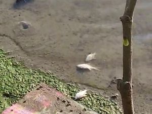 DPRD Pinrang Akan Panggil Pengelola Pabrik Diduga Cemari Sungai