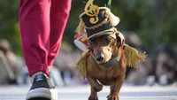 Anjing Dachshund Ikut Parade di Rusia, Bikin Gemas