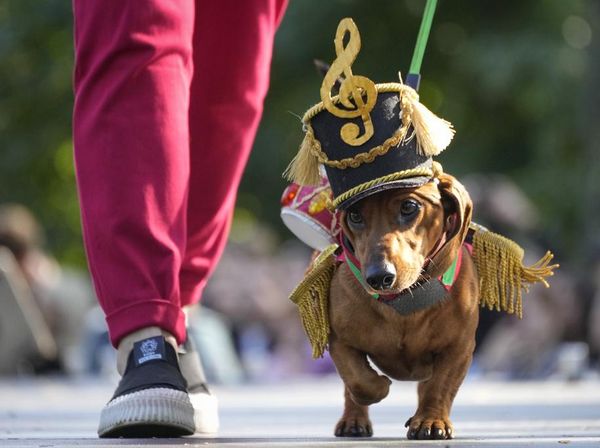 Anjing Dachshund Ikut Parade di Rusia, Bikin Gemas