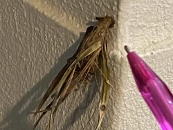 Makhluk Aneh Mirip Alien Bikin Heboh di Australia