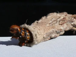 Nih! Makhluk Aneh yang Gemparkan Dunia Maya