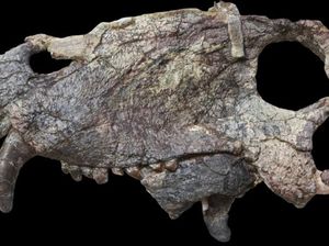 Ilmuwan Temukan Makhluk yang Hidup Sebelum Dinosaurus Berkuasa