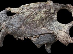 Hewan Bertaring Besar Ini Berkuasa Sebelum Era Dinosaurus