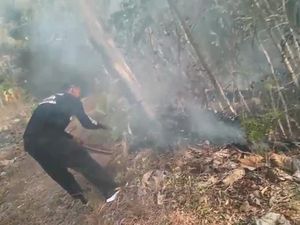 10 Hektare Lahan Perhutani di Tulungagung Terbakar diduga Ulah Pencari Rumput