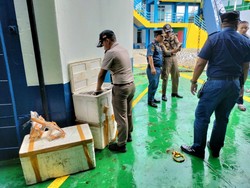 Balai Karantina Gorontalo Sita 150 Kg Daging Ular Asal Sulteng Tanpa Dokumen