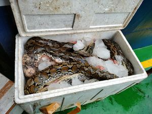 Penampakan 150 Kg Daging Ular Sanca Disita Balai Karantina Gorontalo