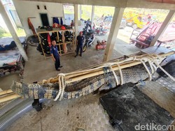 Detik-detik Buaya 3,5 Meter yang Berkeliaran di Tambak Dievakuasi