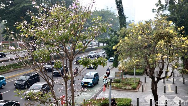 Bunga Tabebuya di Jalan Sudirman dan Kemang Raya Mulai Berguguran